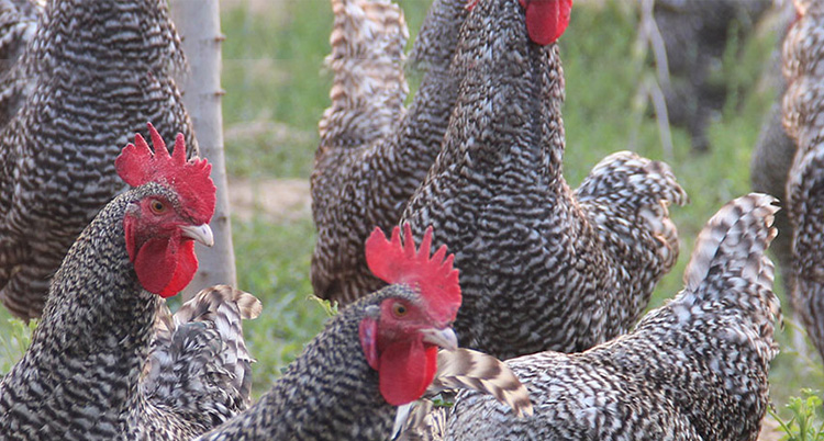 濟寧鑫欣超聲電子設備有限公司